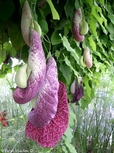 aristolochia1.jpg
