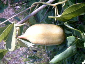 Aristolochia_baetica2.jpg