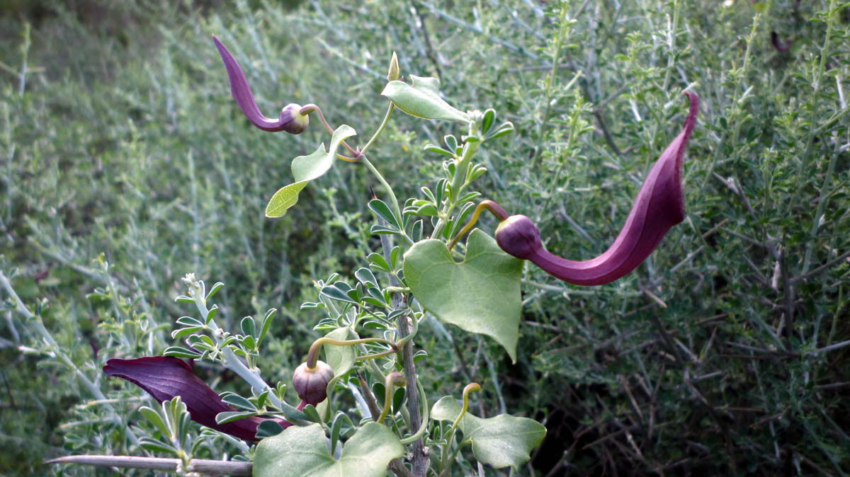 Aristolochia_baetica20.JPG