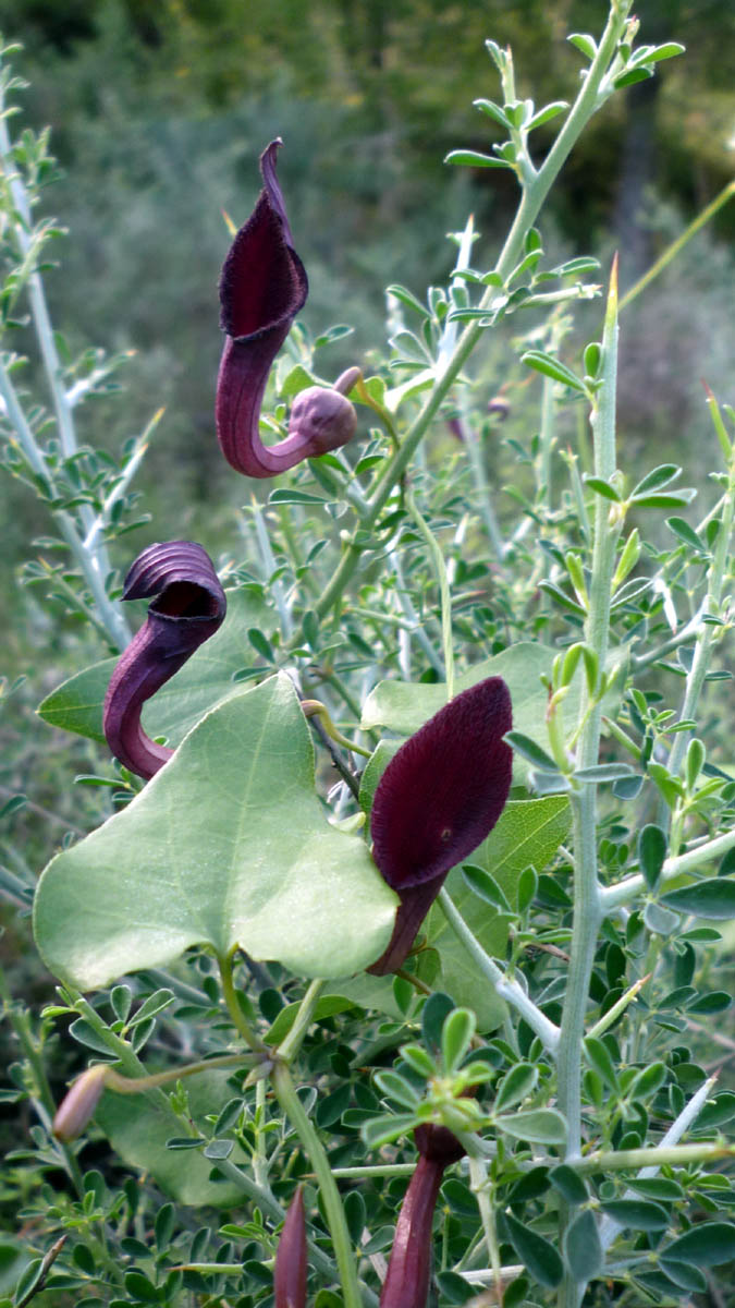 Aristolochia_baetica2441.JPG