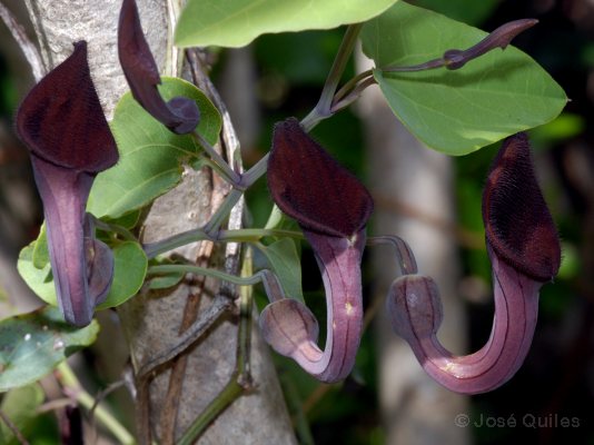 Aristolochia_baetica3.jpg