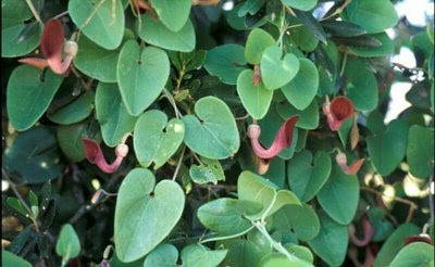 Aristolochia_baetica_Saxifraga-Inigo_Sanchez.jpg