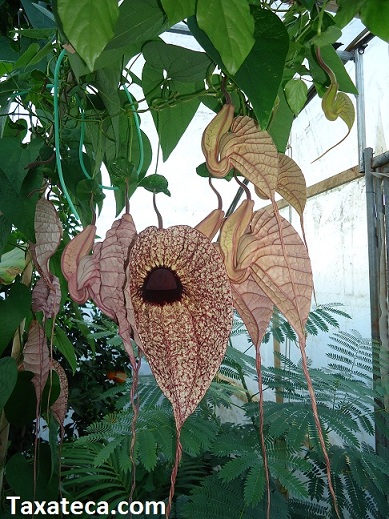 aristolochia_grandiflora.jpg