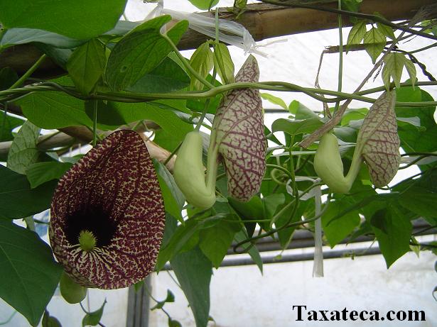 aristolochia_littoralis2.JPG