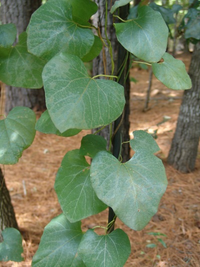 aristolochia_tomentosa.jpg