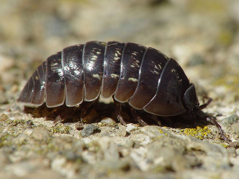 armadillidiumvulgare001.jpg