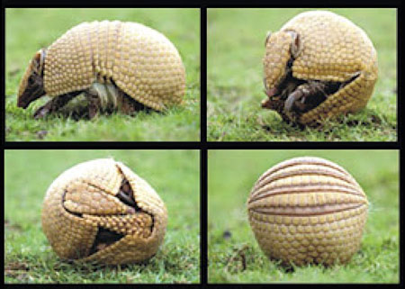 armadilloBola.jpg