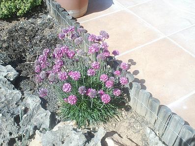 armeria%7E0.jpg