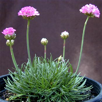Armeria-maritima-Bloodstone.jpg