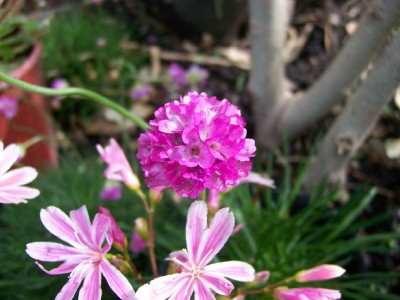 armeria maritima.jpg