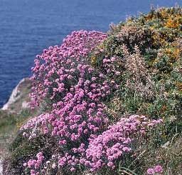 armeria-maritima.jpg