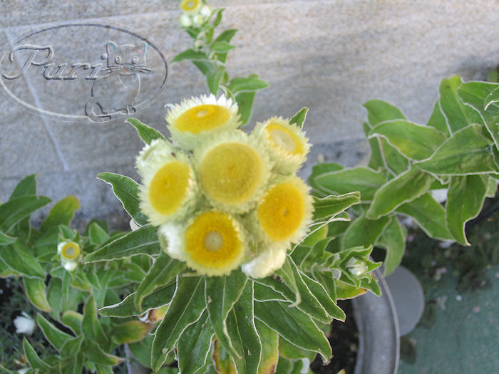 arnica+en+flior.jpg
