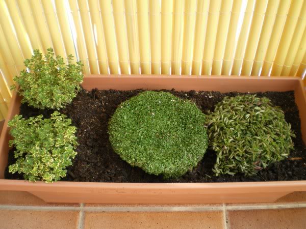 Aromaticas1.jpg