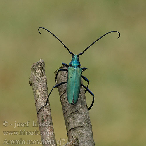 aromia_moschata_aj7132.jpg