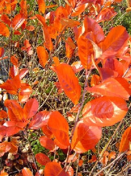 aronia_melanocarpa_viking_planfor01.jpg
