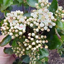 aronia_melanocarpa_viking_planfor02.jpg