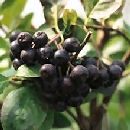 aronia_melanocarpa_viking_planfor03.jpg