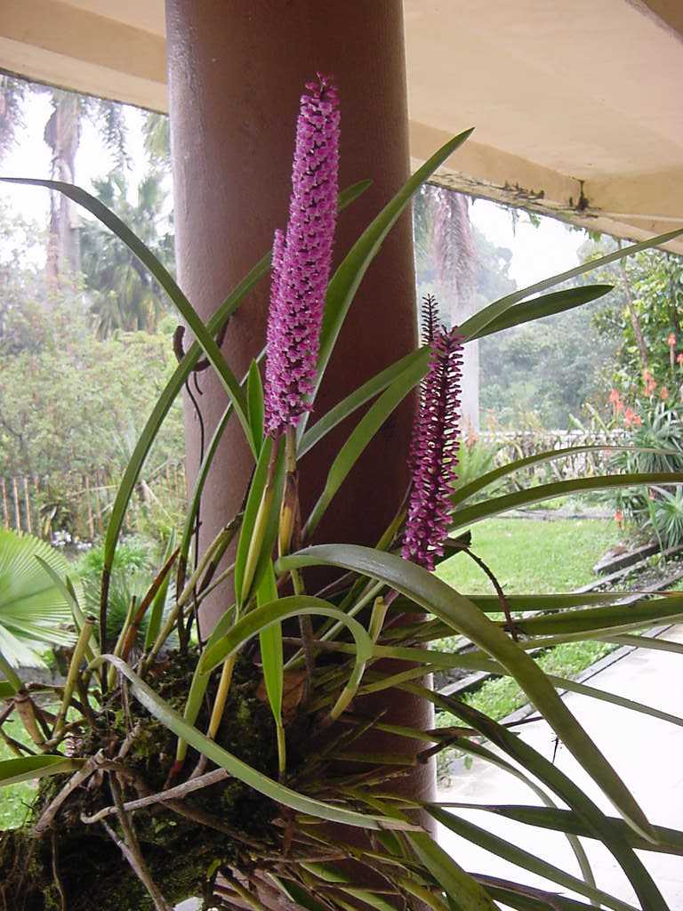 Arpophyllum+giganteum.jpg
