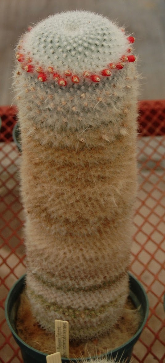 Arqui-11.jpg