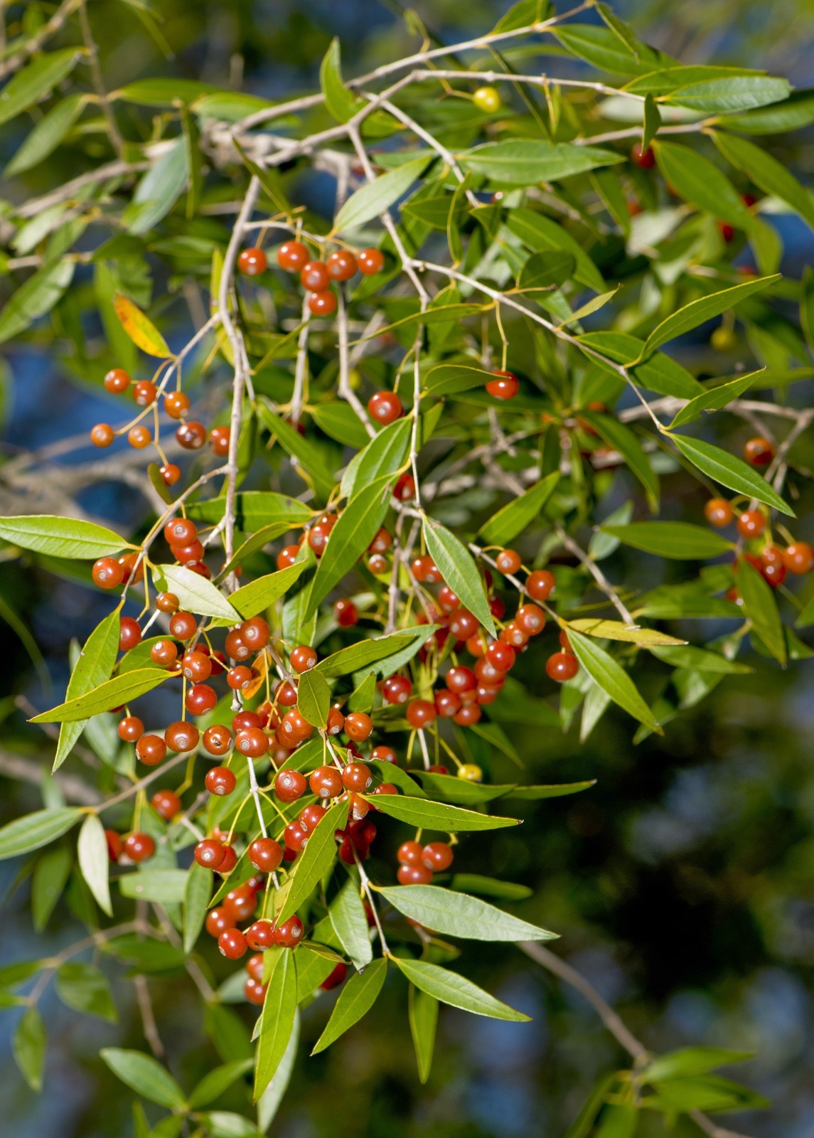 ARRAYAN+Blepharocalyx+salicifolius+FotoDarioNiz.-001.jpg