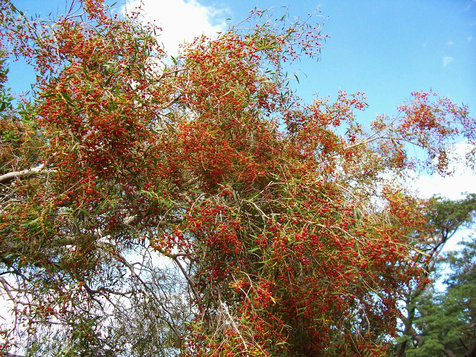 ARRAYAN+Blepharocalyx+salicifolius+FotoDarioNiz.jpg