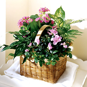 Arreglo%20de%20Plantas.jpg