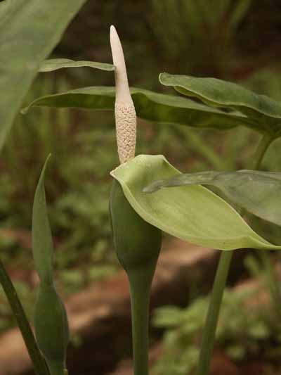 Arrow%20leaf%20flower.jpg