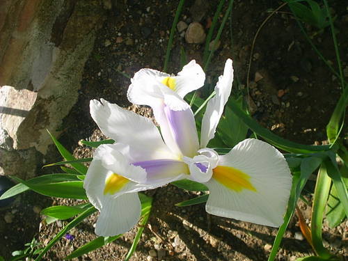 arroyo_018.JPG