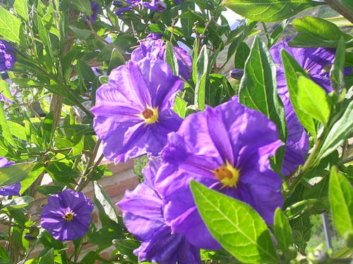 arroyo_019.JPG