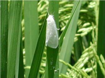 arroz1web.jpg