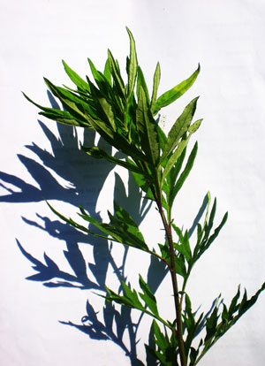 artemisa-vulgaris-web1.jpg