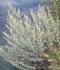 artemisia-absinthium.jpg