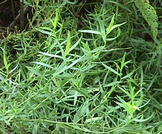 artemisia-dracunculus-hojas.jpg
