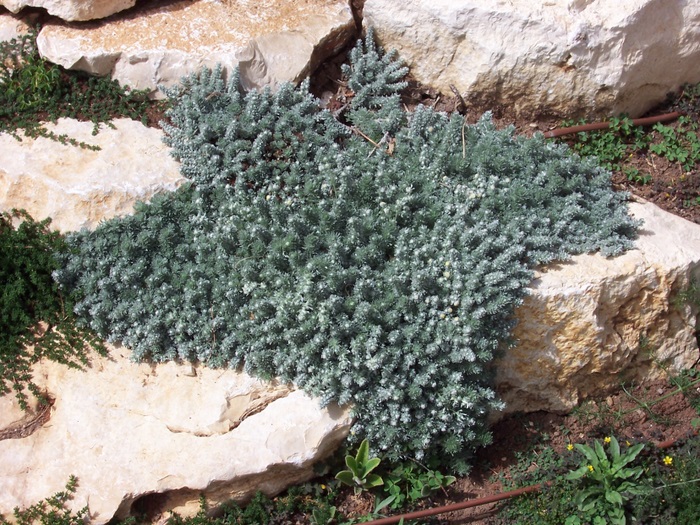 Artemisia-Lanata.jpg