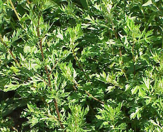 artemisia+vulgaris.jpg