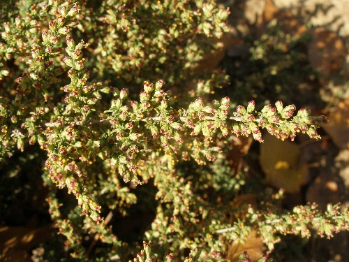 Artemisia2.jpg