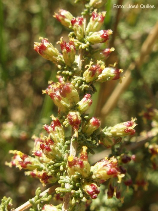 Artemisia_herba-alba.jpg