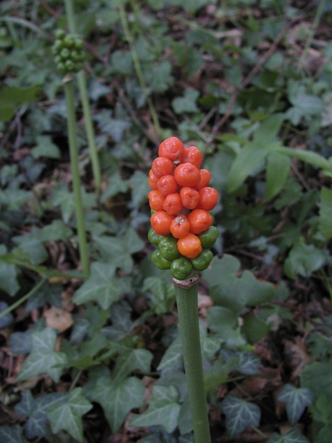 arum-alpinum-ssp-danicum-00006.jpg