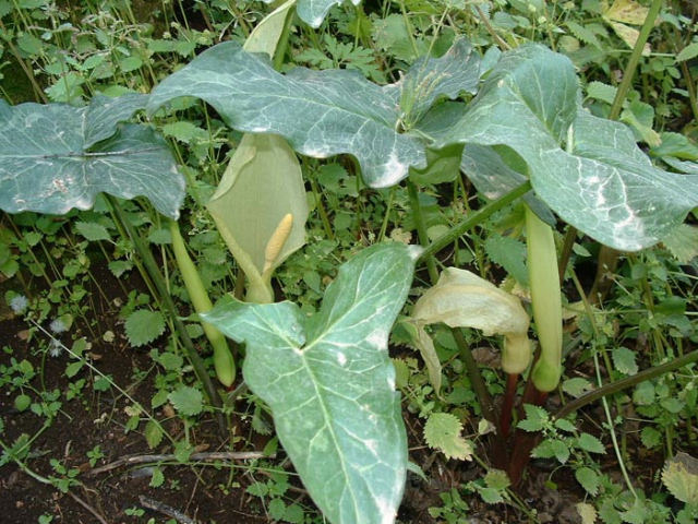 Arum_italicum.jpg