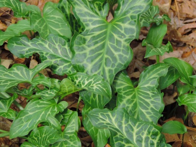 arum_italicum_pictum.jpg