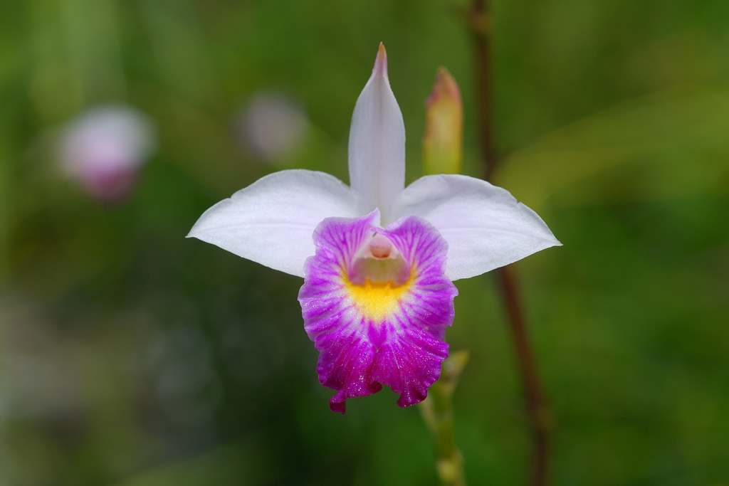 arundinagraminifolia.jpg
