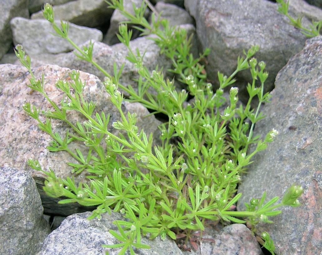 arx1182009245e.JPG
