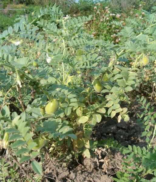 arx1185113726c.JPG