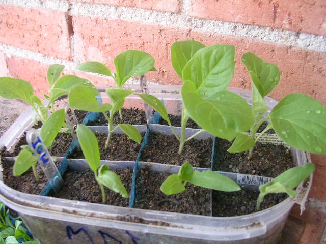 arx1191004253r.JPG