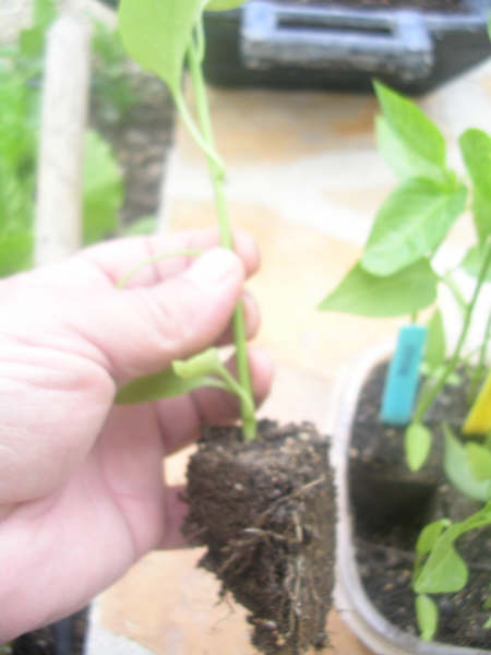 arx1191173360d.jpg