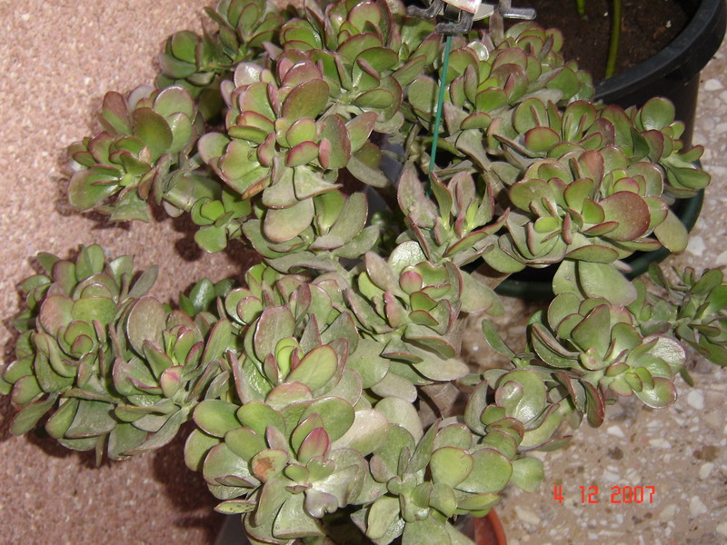 arx1199906464g.jpg