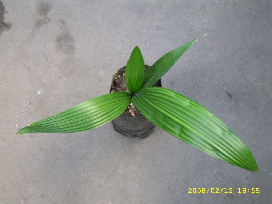 arx1203989587j.jpg