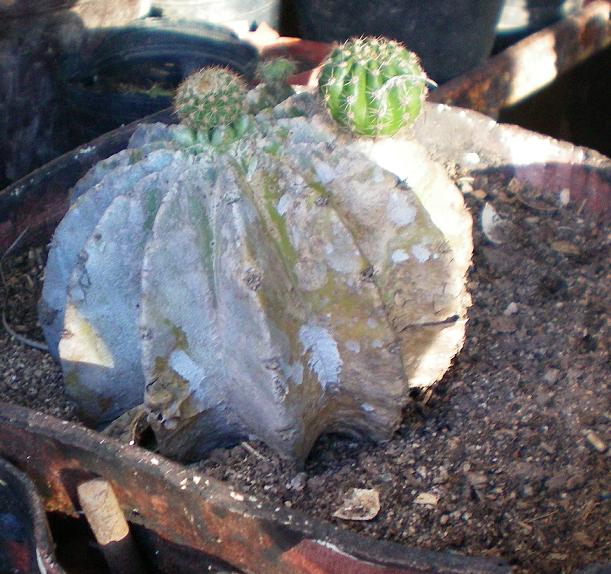 arx1207445792a.jpg