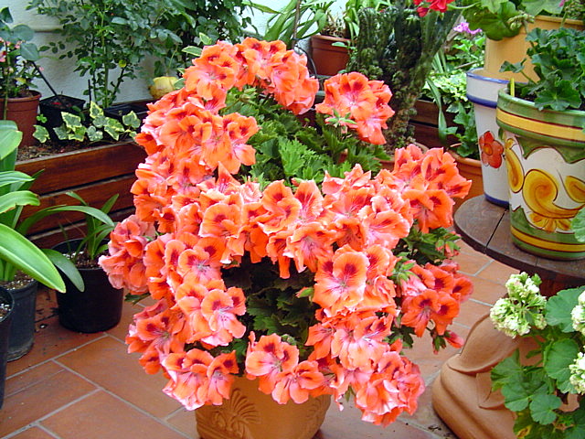 arx1209686082n.jpg