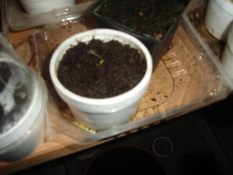 arx1209785299c.JPG
